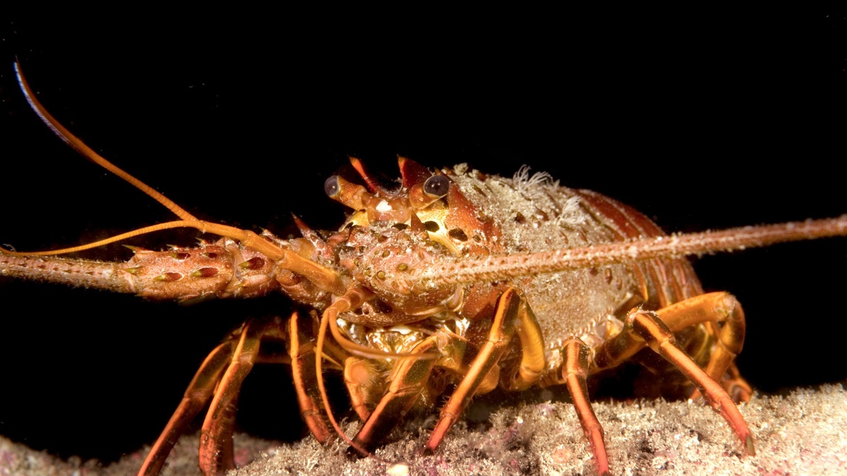 Фото с сайта: https://fotoblur.ru/modiy/mistera/langusta/