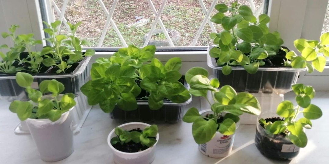 8 недель до крепкой рассады петунии: проверенная система выращивания