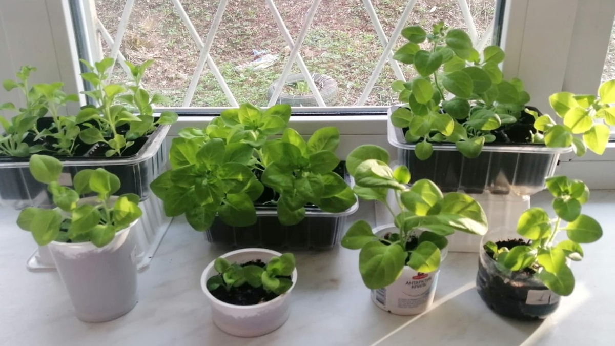 Разница между слабой и крепкой рассадой петунии видна сразу