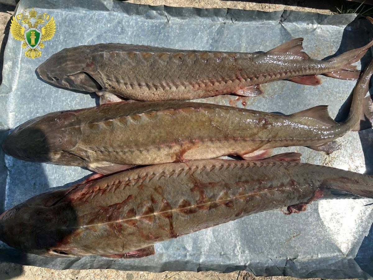    Скупщика ценной рыбы из Октябрьского района будут судить за незаконный оборот биоресурсов