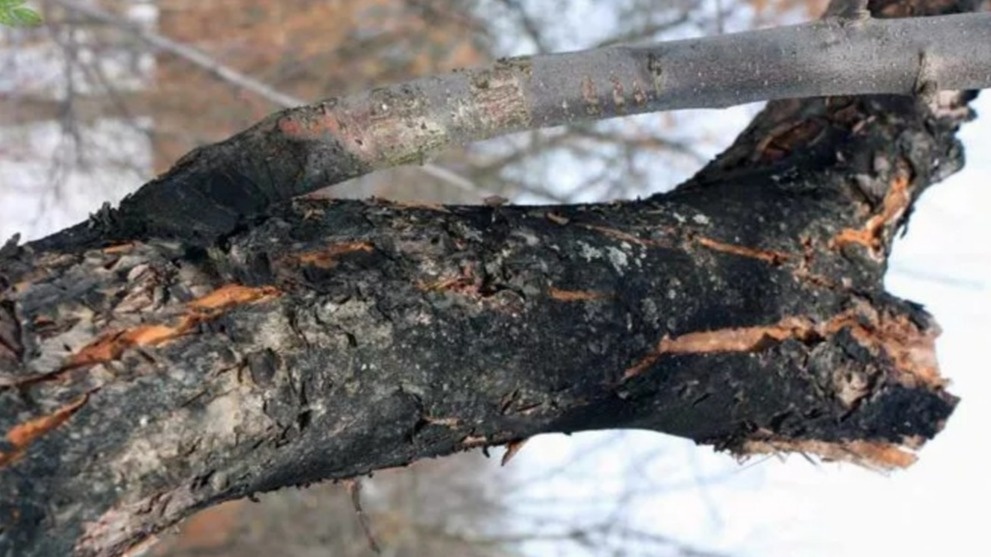Последствия опасных методов подготовки к зиме - так выглядят растения весной