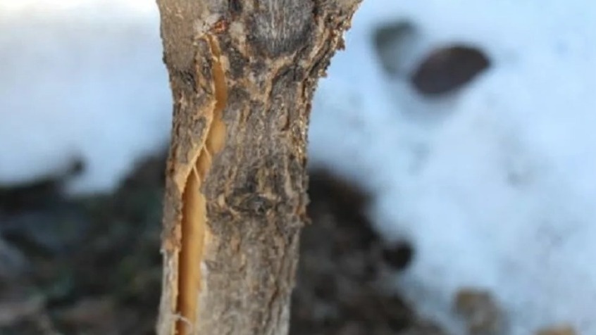 Результат поздней побелки - известь не держится, кора трескается