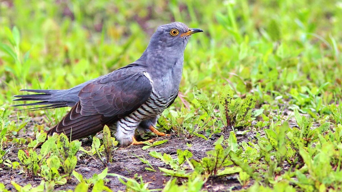 Фото с сайта: https://wildfauna.ru/kukushka