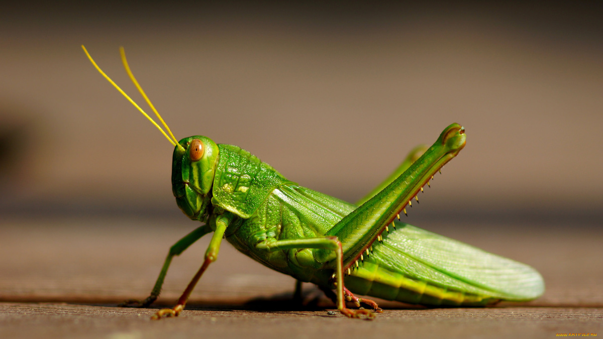 Фото с сайта: https://artfile.me/download/zhivotnye-kuznechiki--sarancha-kuznechik-973984/1920x1080
