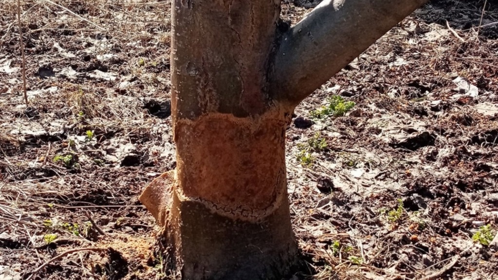 Вот так выглядят незащищенные деревья после зимовки - восстановить такое дерево уже невозможно