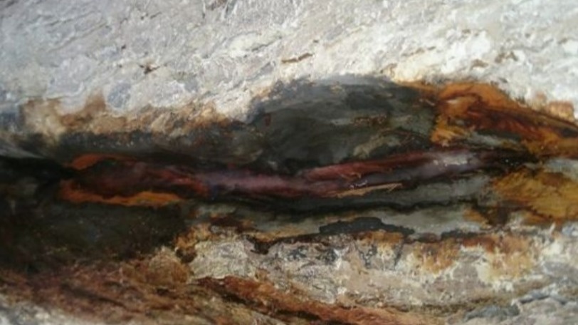 Результат неправильной защиты колготками - полное гниение коры за зиму