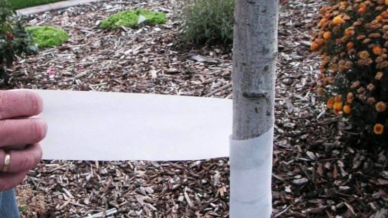 Обматываю стволы в ноябре 3 способами. Мороз и мыши больше не губят мои яблони