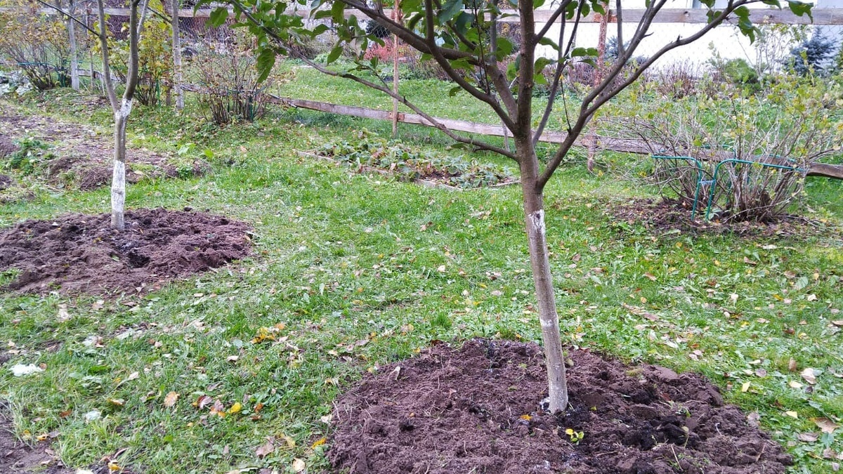 Мои деревья сегодня выглядят здоровыми