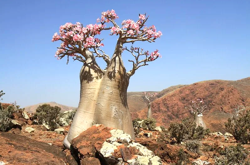 Баобаб