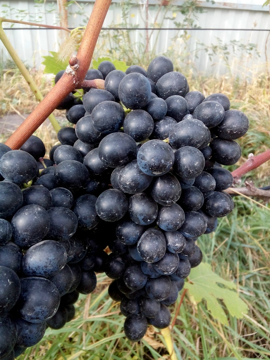 Гроздь Антея Магарачского 