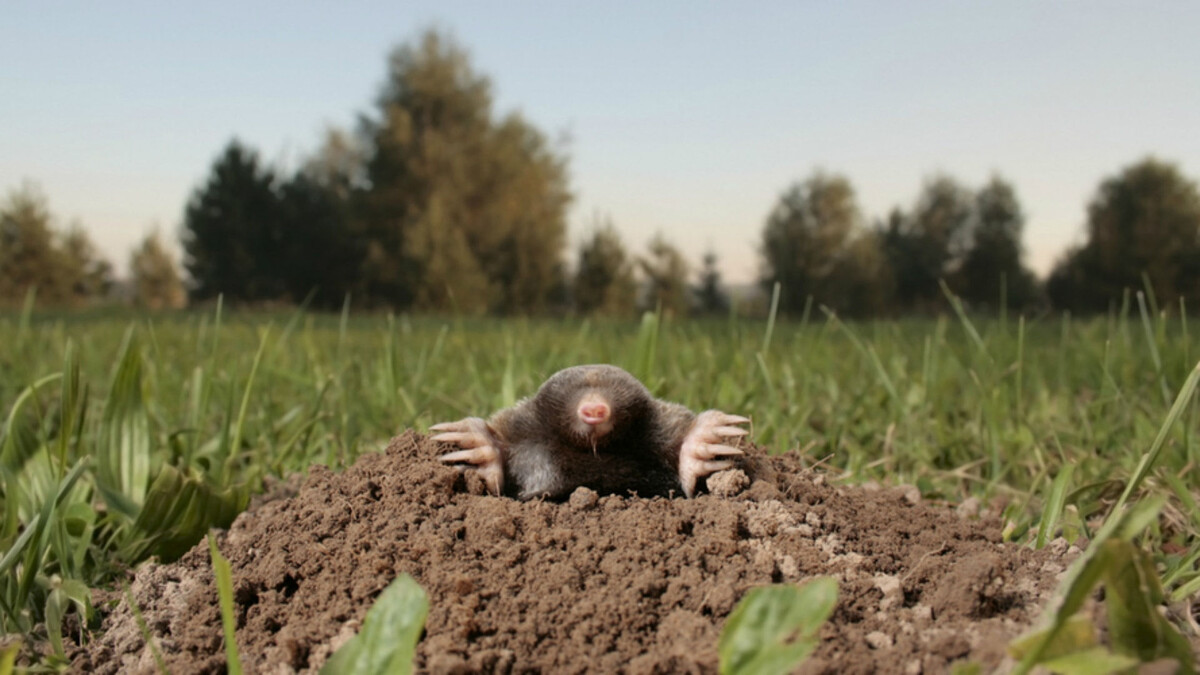 Фото с сайта: https://www.complete-pest-control.uk/