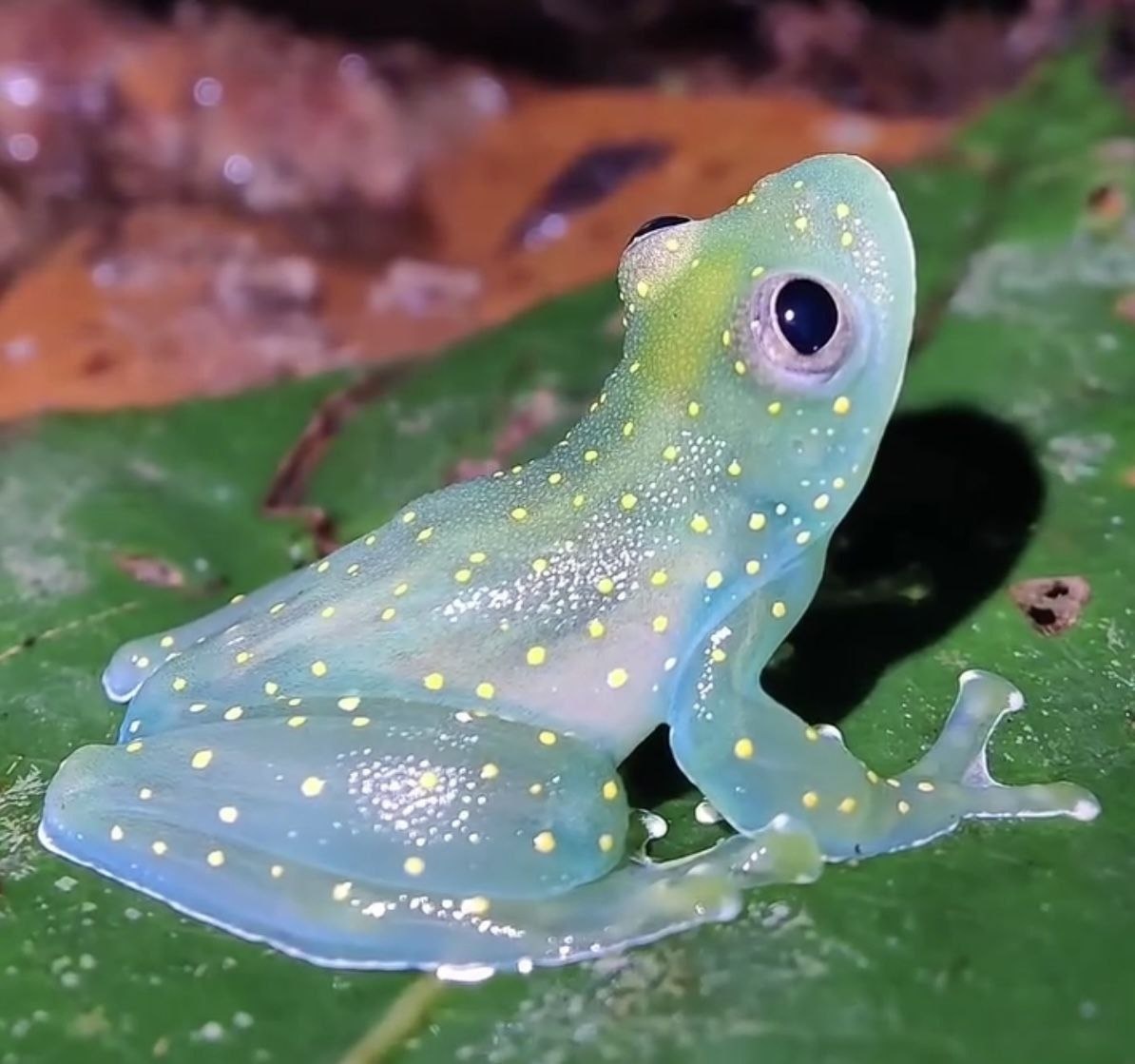 Стеклянная лягушка. Родина -Южная Америка.