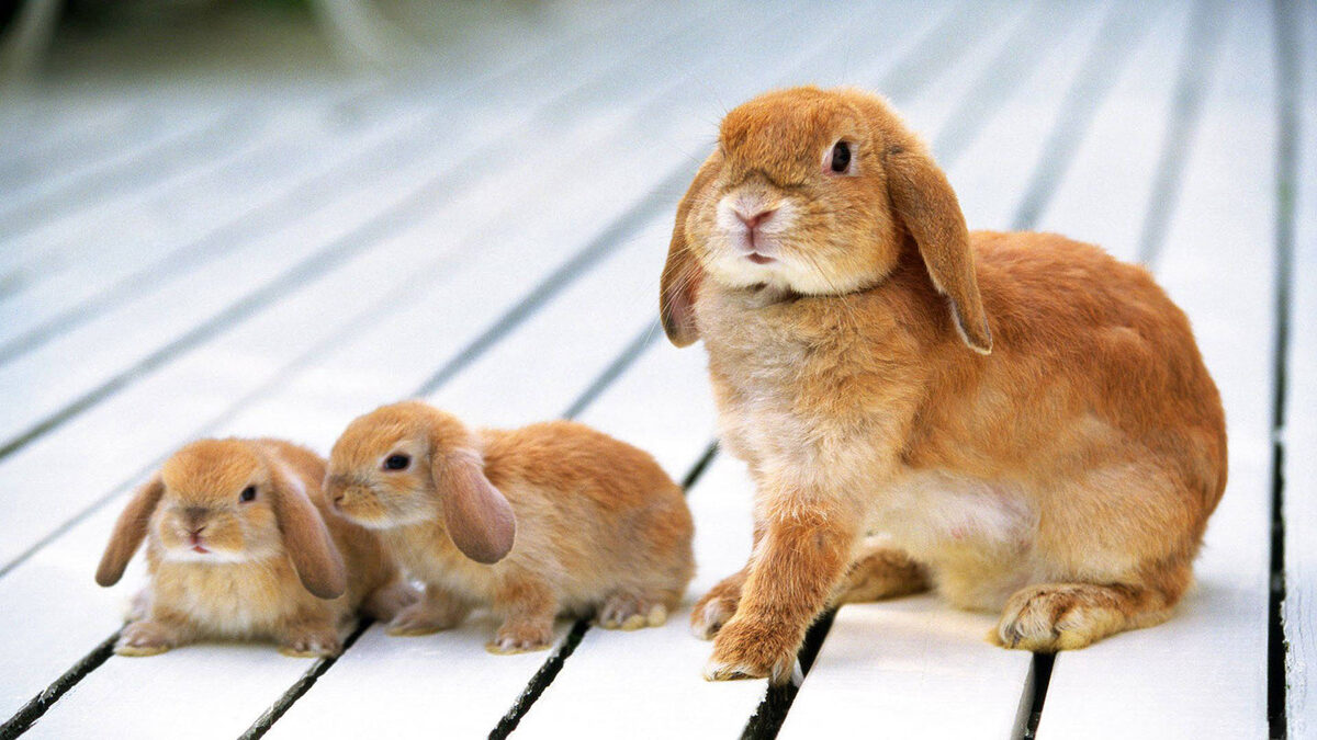 Фото с сайта: https://wallpapers.com/wallpapers/brown-rabbit-and-baby-bunnies-k07qshea5jpom5f2.html