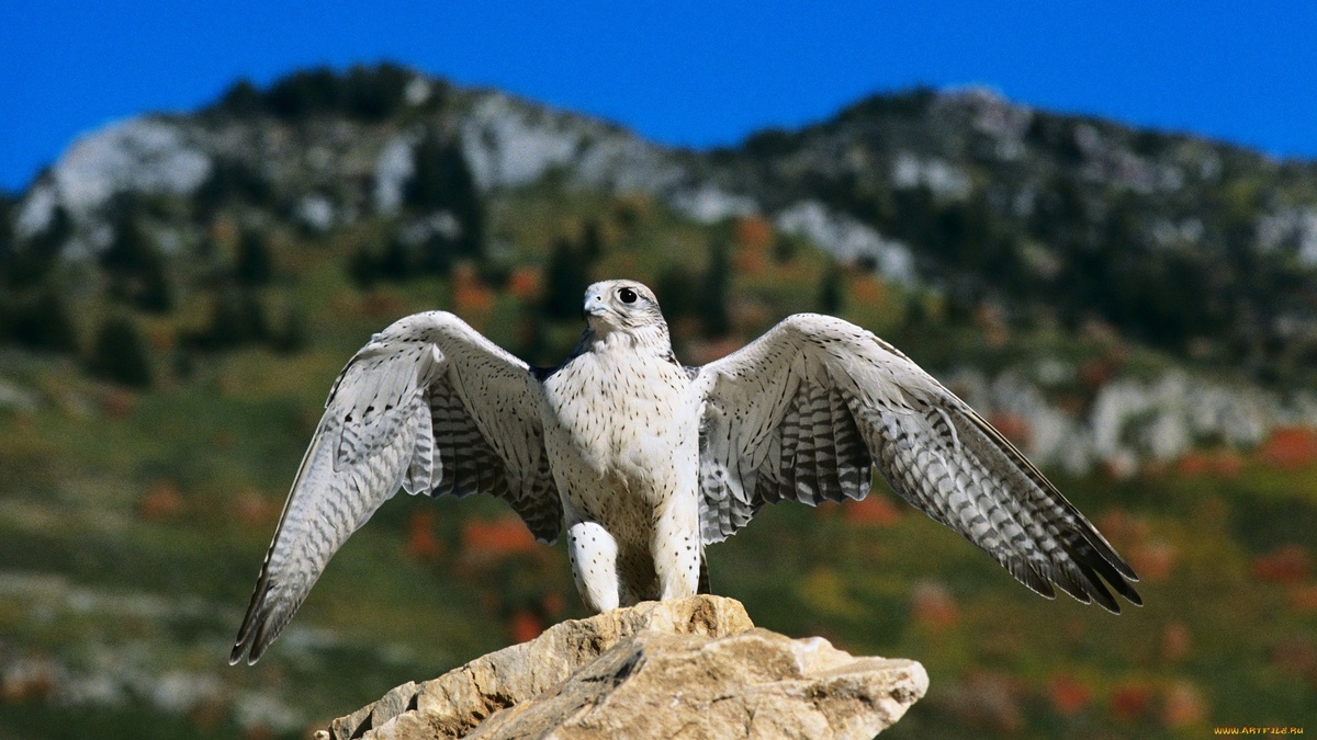 Кречет, фото с сайта: https://avtokoreec22.ru/keyword/12774799/image/405852245