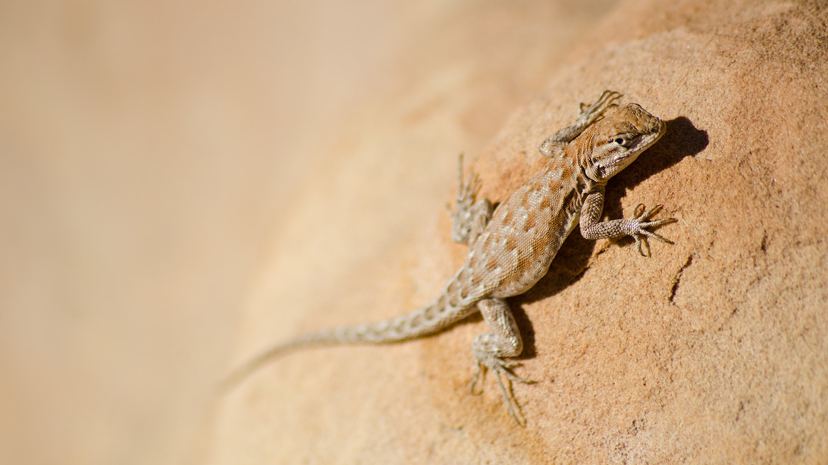 Фото с сайта: https://getwallpapers.com/collection/lizard-wallpaper