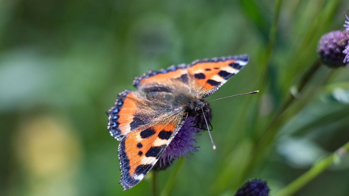 Фото с сайта: https://poknok.art/9709-babochka-krapivnica-okruzhajuschij-mir.html