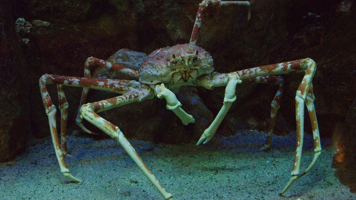 Японский краб-гигант, фото с сайта: https://www.coolkarga.com/en-korkunc-hayvanlar/