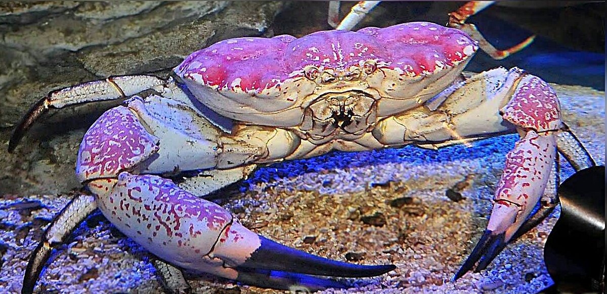 Фото с сайта: https://seaforum.aqualogo.ru/profile/29951-baniwur/content/page/115/?type=forums_topic_post