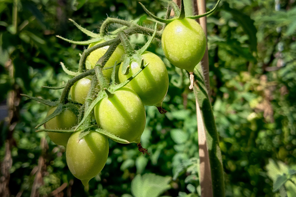 Наши помидоры - самосев!