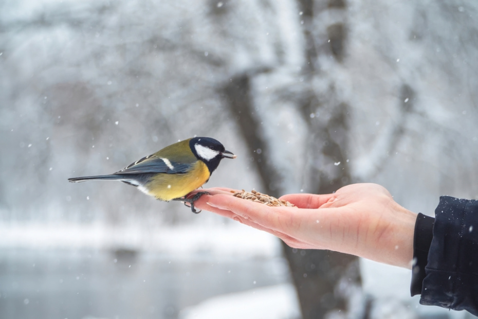    Shutterstock/FOTODOM