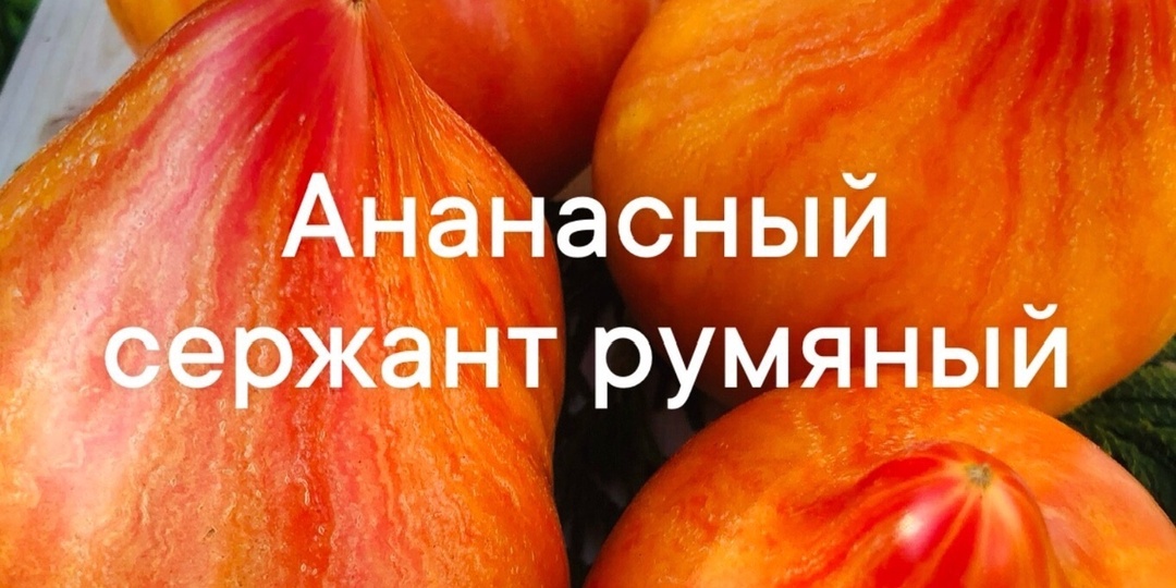 Сорта С.Сааковой