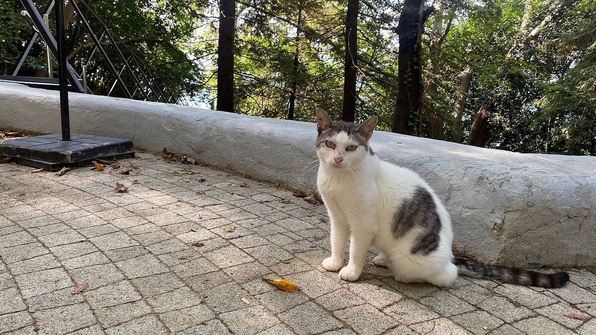    Фото: телеканал «Краснодар»