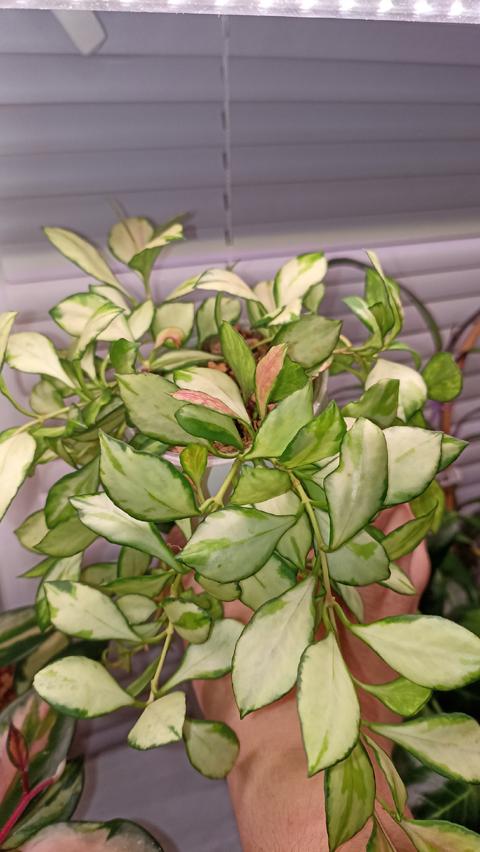 Красоточка.