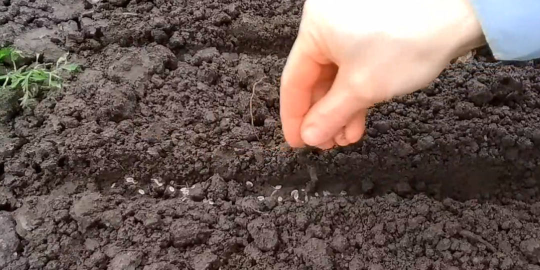 Как посеять укроп под зиму и получить дружные всходы и хороший урожай зелени