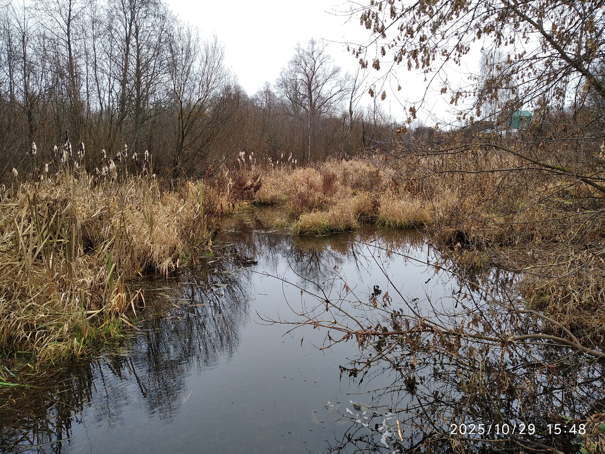 речка около участка, где весной пели соловьи, вили гнезда утки, кулики, другие птицы