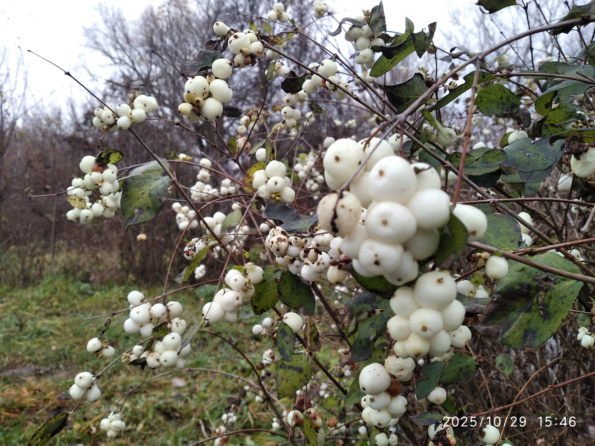 ягодки еще висят, только несъедобные)