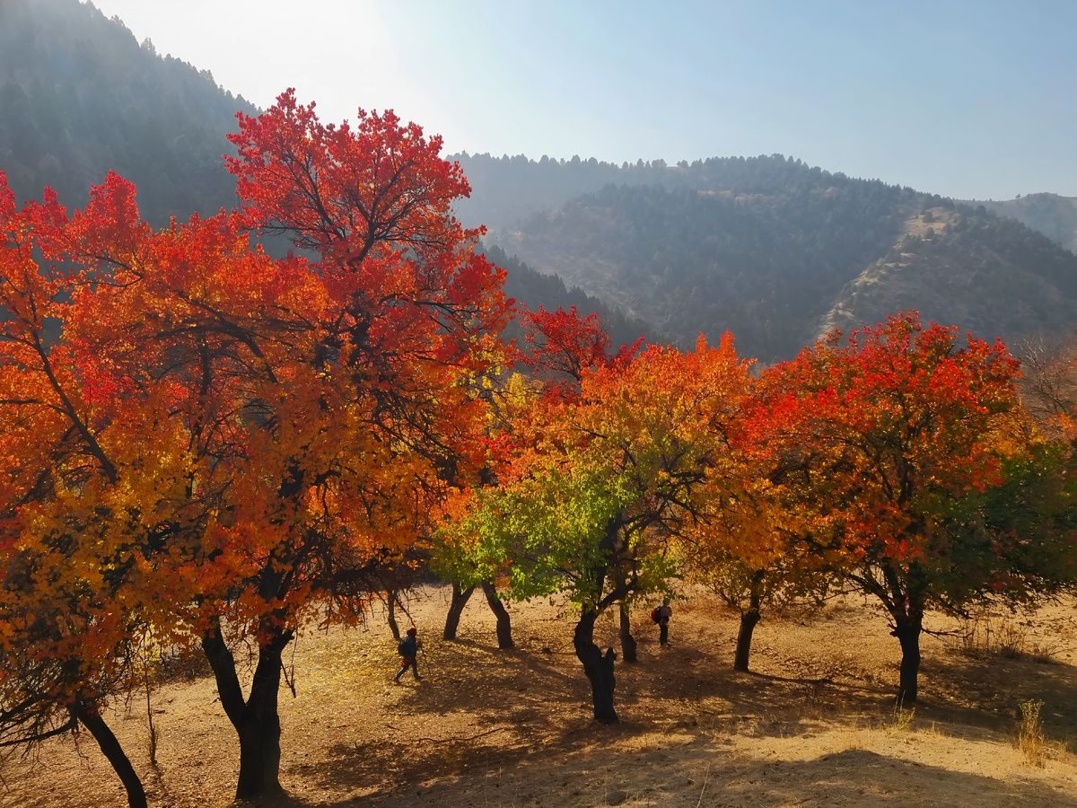 Врата в золотую осень. Фотохудожница Татьяна Солдатова.
