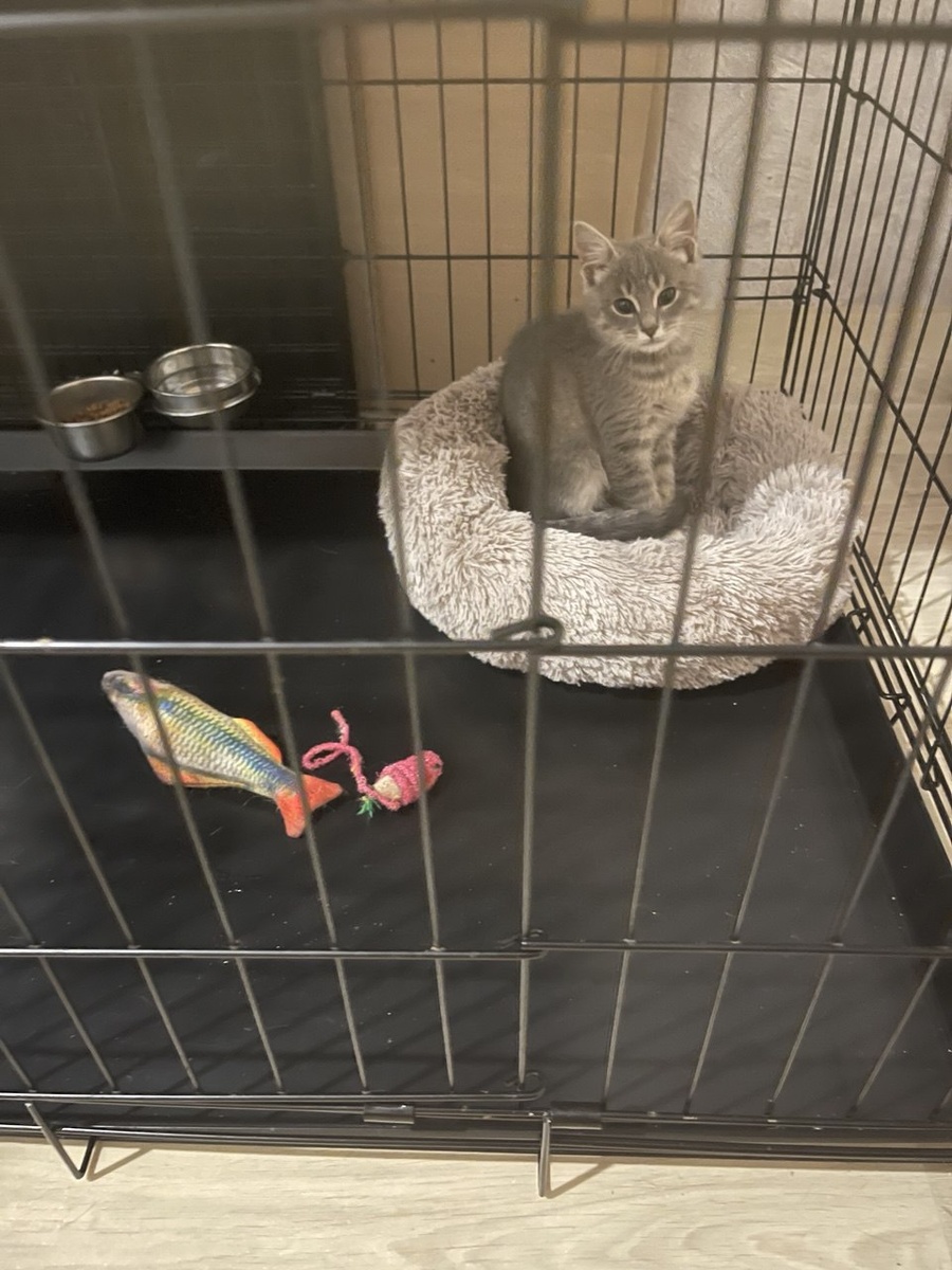 Даже в клетке лучше, чем на дачном участке было