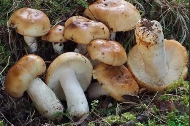    К чему снятся грибы?