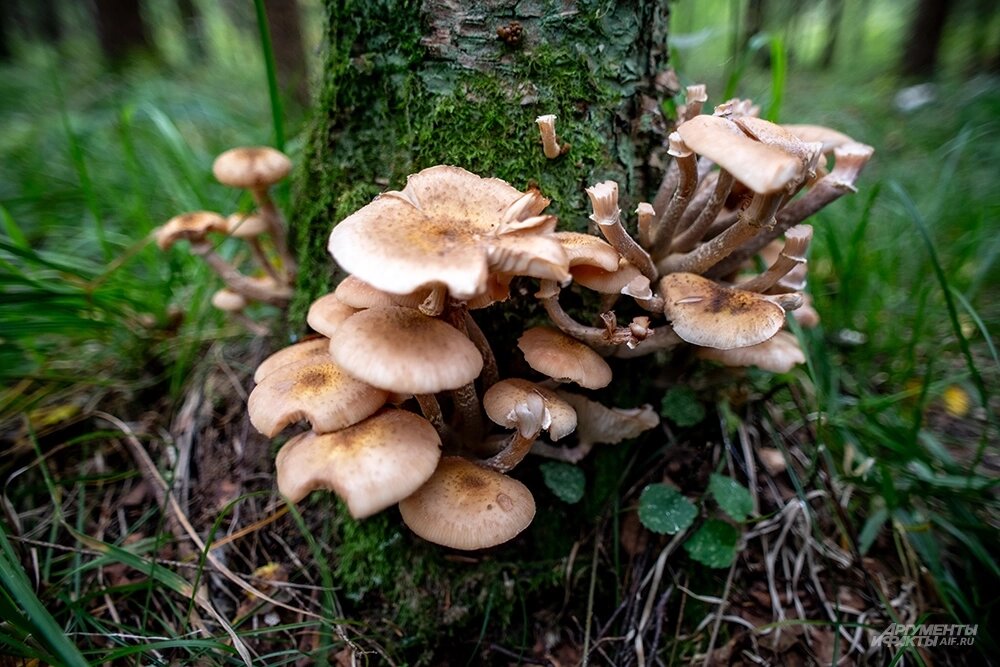    Фото: АиФ/ Юлия Федотова