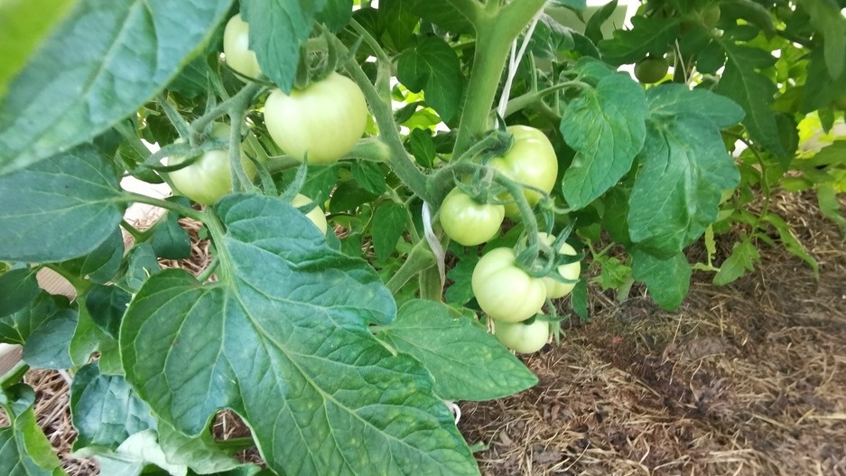 Испытал 20 низкорослых томатов за 5 лет. Отобрал 8 чемпионов для новичков