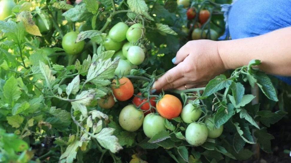 "Санька" в разгар плодоношения - 55 сантиметров высоты и обилие плодов