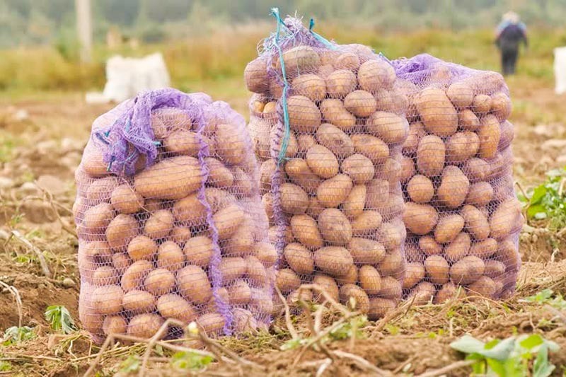 Фото: Яндекс Картинки