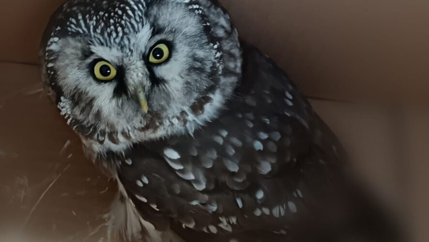    Госкомитет РТ по биоресурсам