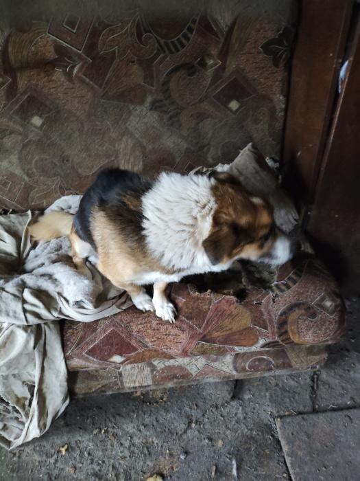 ​Более десяти собак в Пскове оказались заперты в доме после госпитализации хозяйки
Фото: приют «Шанс»