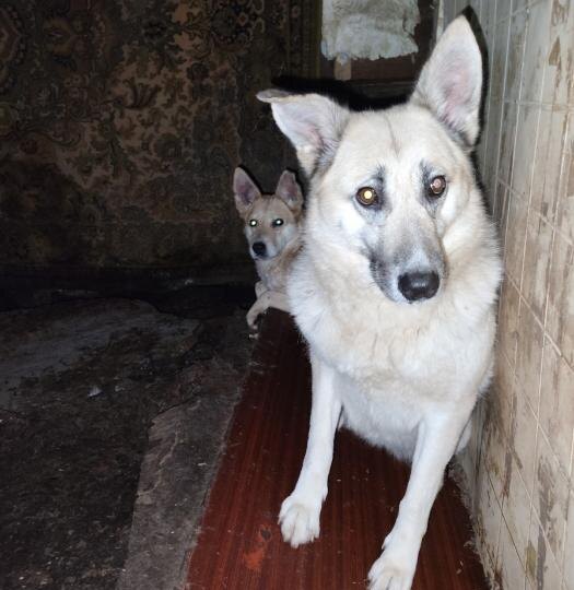 Более десяти собак в Пскове оказались заперты в доме после госпитализации хозяйки