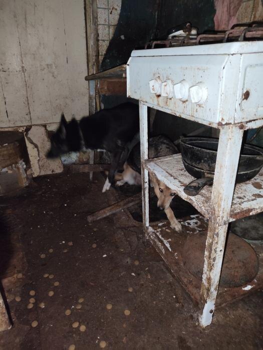 ​Более десяти собак в Пскове оказались заперты в доме после госпитализации хозяйки
Фото: приют «Шанс»