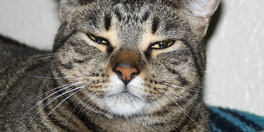 Что чувствует кошка, когда её отдают на передержку чужим людям