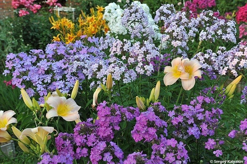 Мои дачные цветники