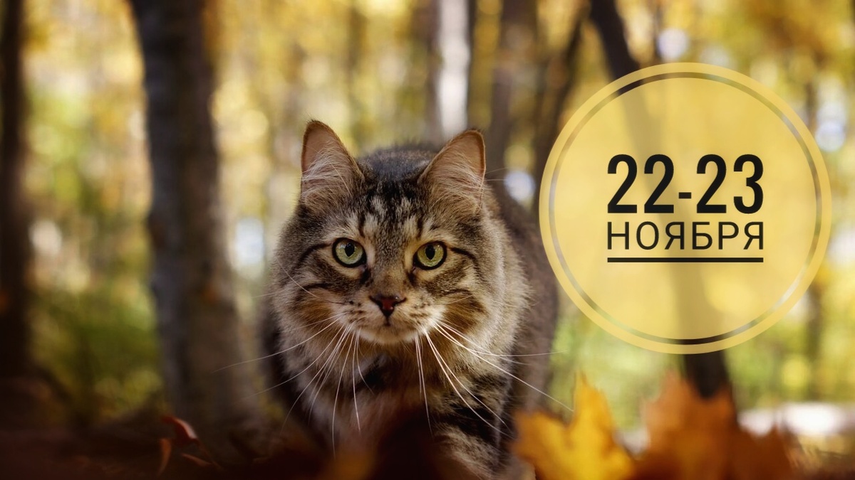 Нумерологический прогноз на 22-23 ноября