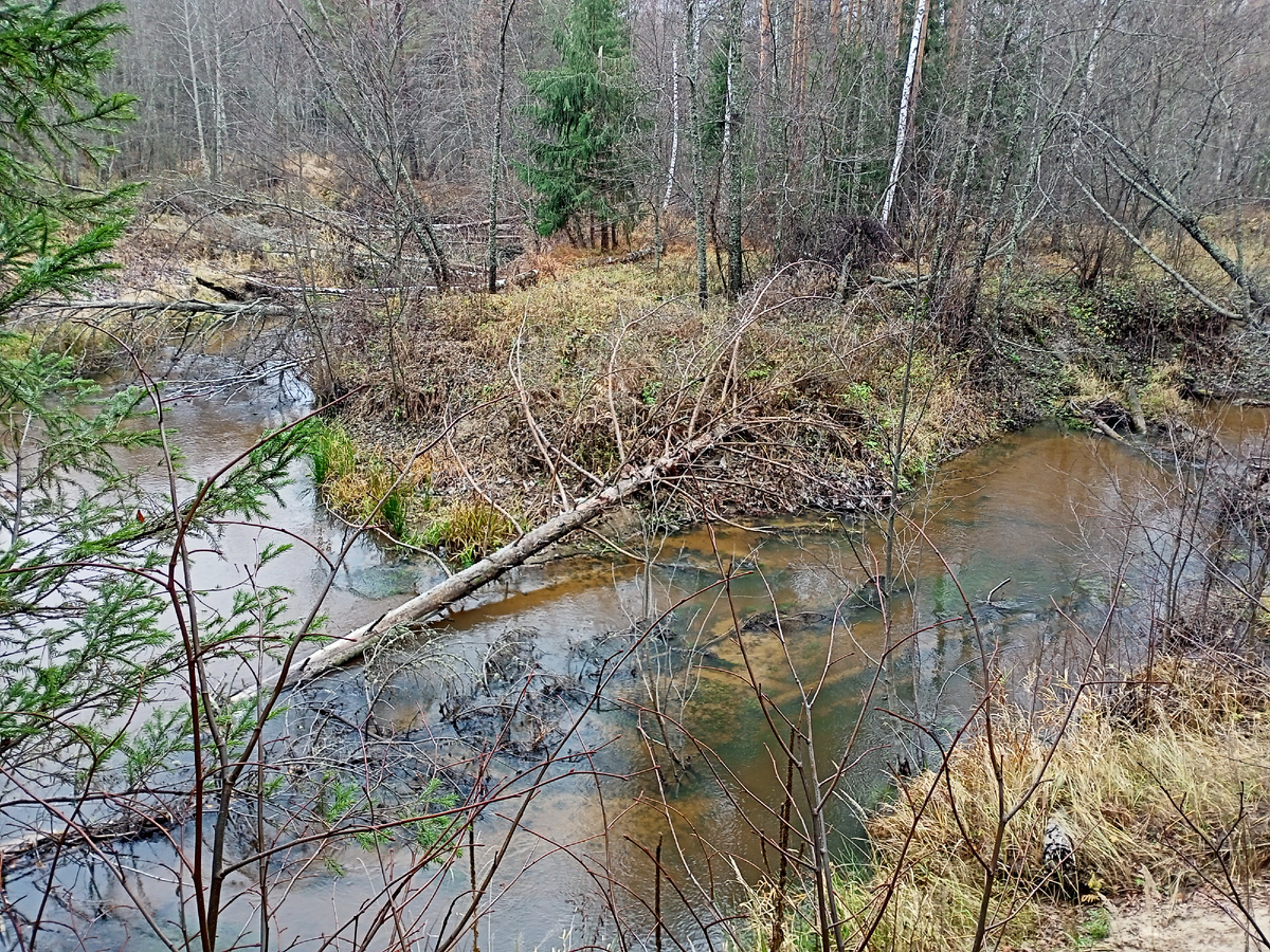 Речка Люля.  Алатырский участок заповедника «Присурский»
