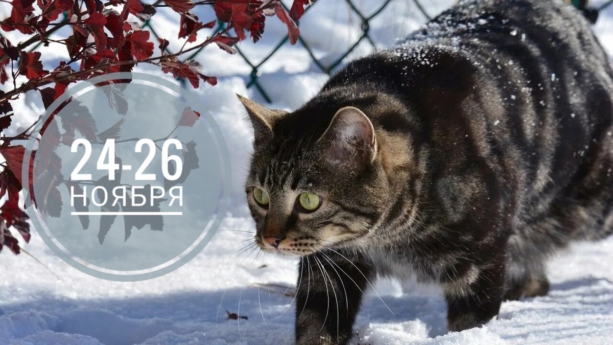 Нумерологический прогноз на 24-26 ноября