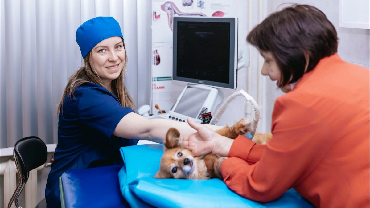 Фото: пресс-служба Комитета ветеринарии города Москвы