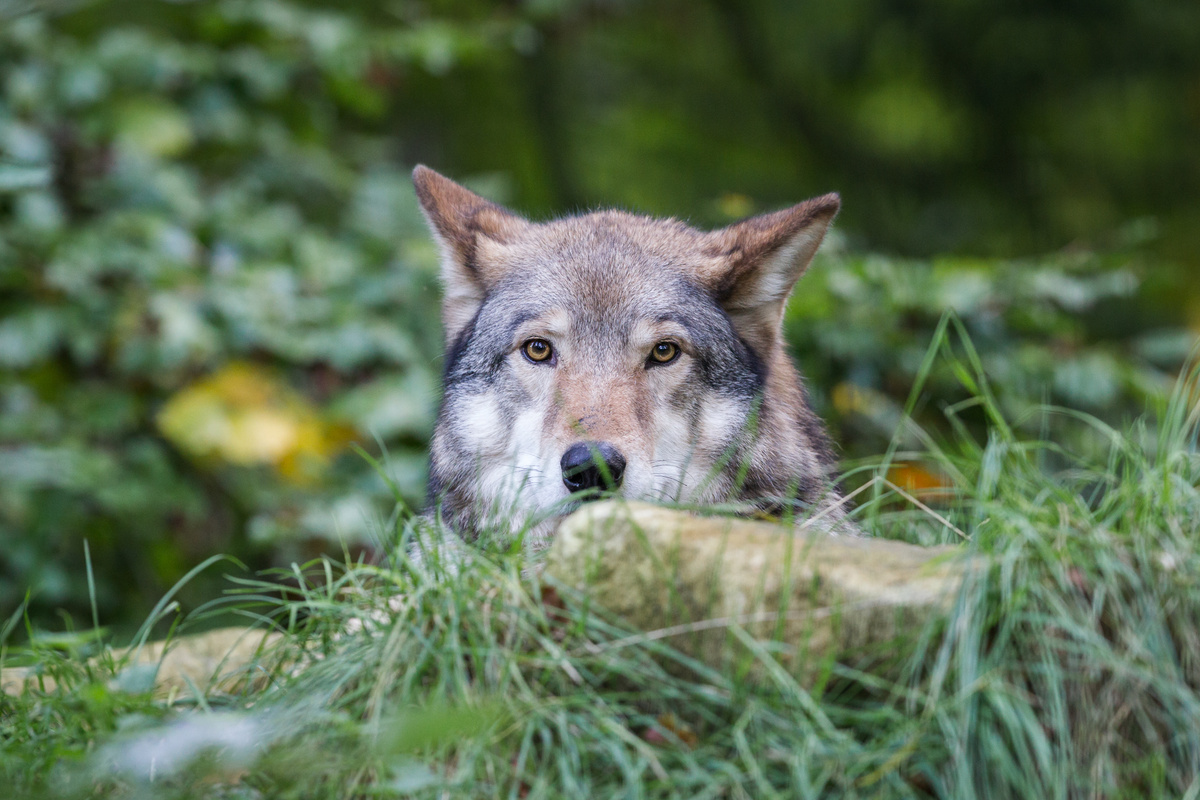 Поверьте, волк опешит от встречи не меньше вашего. Дело в том, что паника — не просто эмоция, а мощный выброс гормонов. И Серый, с его феноменальным обонянием, буквально считывает страх, как открытую книгу. Фотография: thewaspfactory74, CC BY-NC-SA 2.0