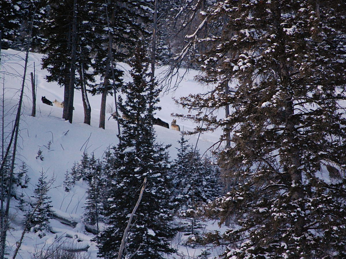 Фотография: storeysnap, CC BY-NC