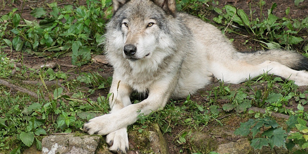 Что делать при встрече с волком в лесу, если вы — хрупкая женщина